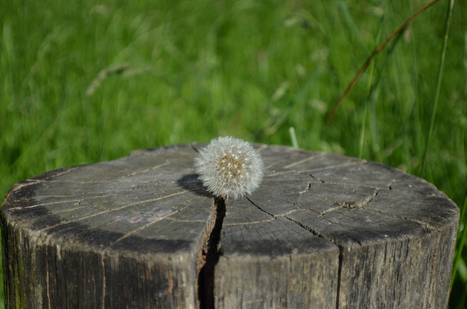 Pusteblume