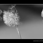 Pusteblume