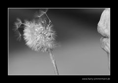 Pusteblume