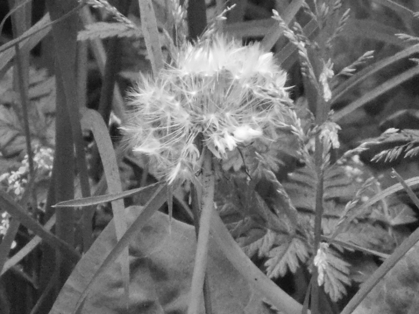 Pusteblume