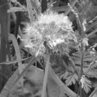 Pusteblume