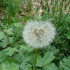 Pusteblume