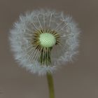 Pusteblume