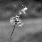 Pusteblume