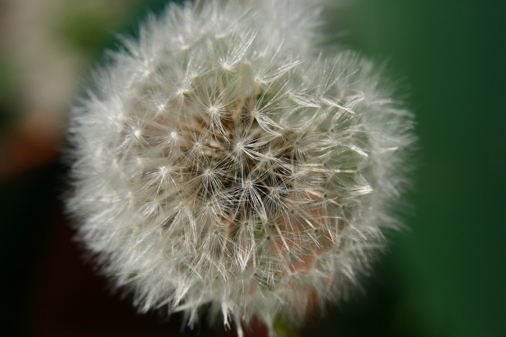 Pusteblume