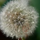 Pusteblume