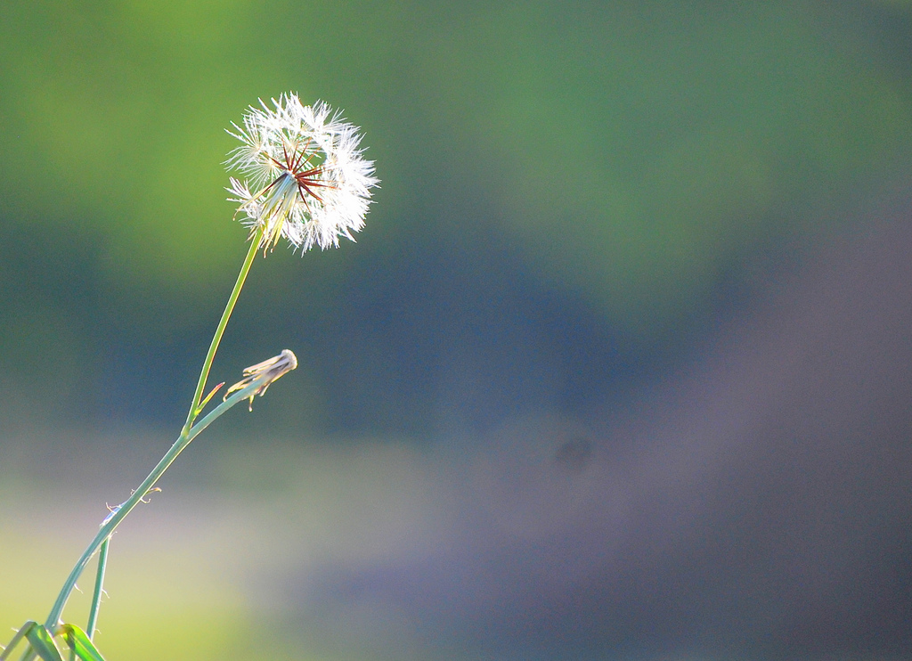 Pusteblume