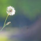 Pusteblume