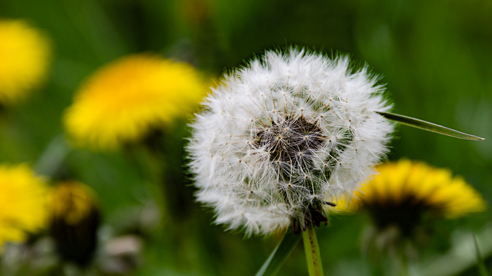 PusteBlume