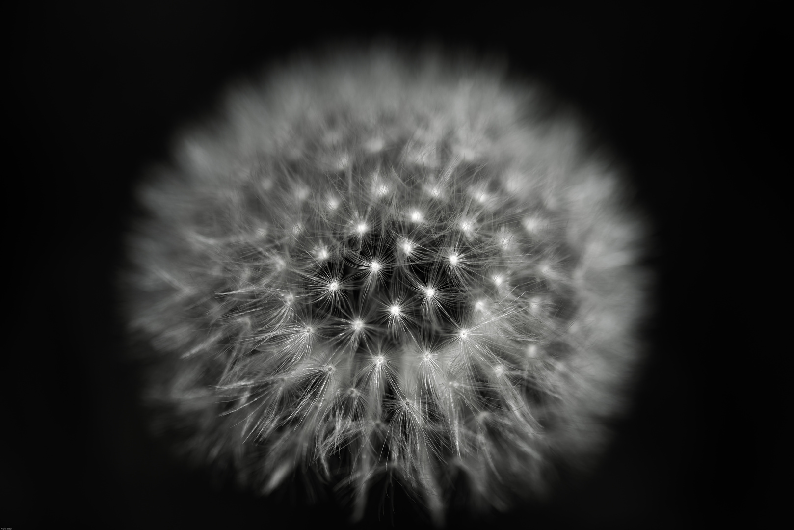 --- Pusteblume---