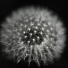 --- Pusteblume---