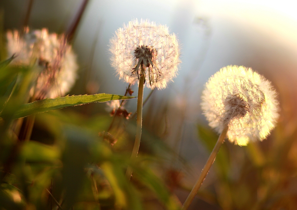 Pusteblume