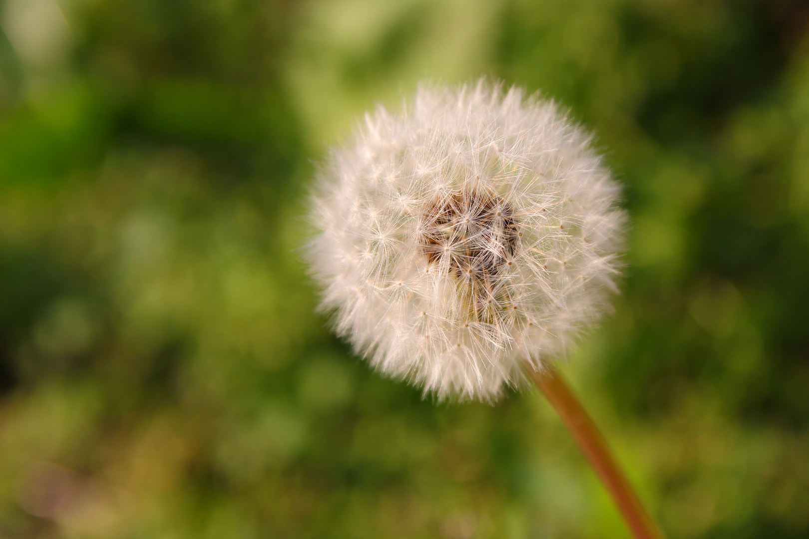 Pusteblume