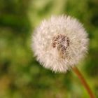 Pusteblume