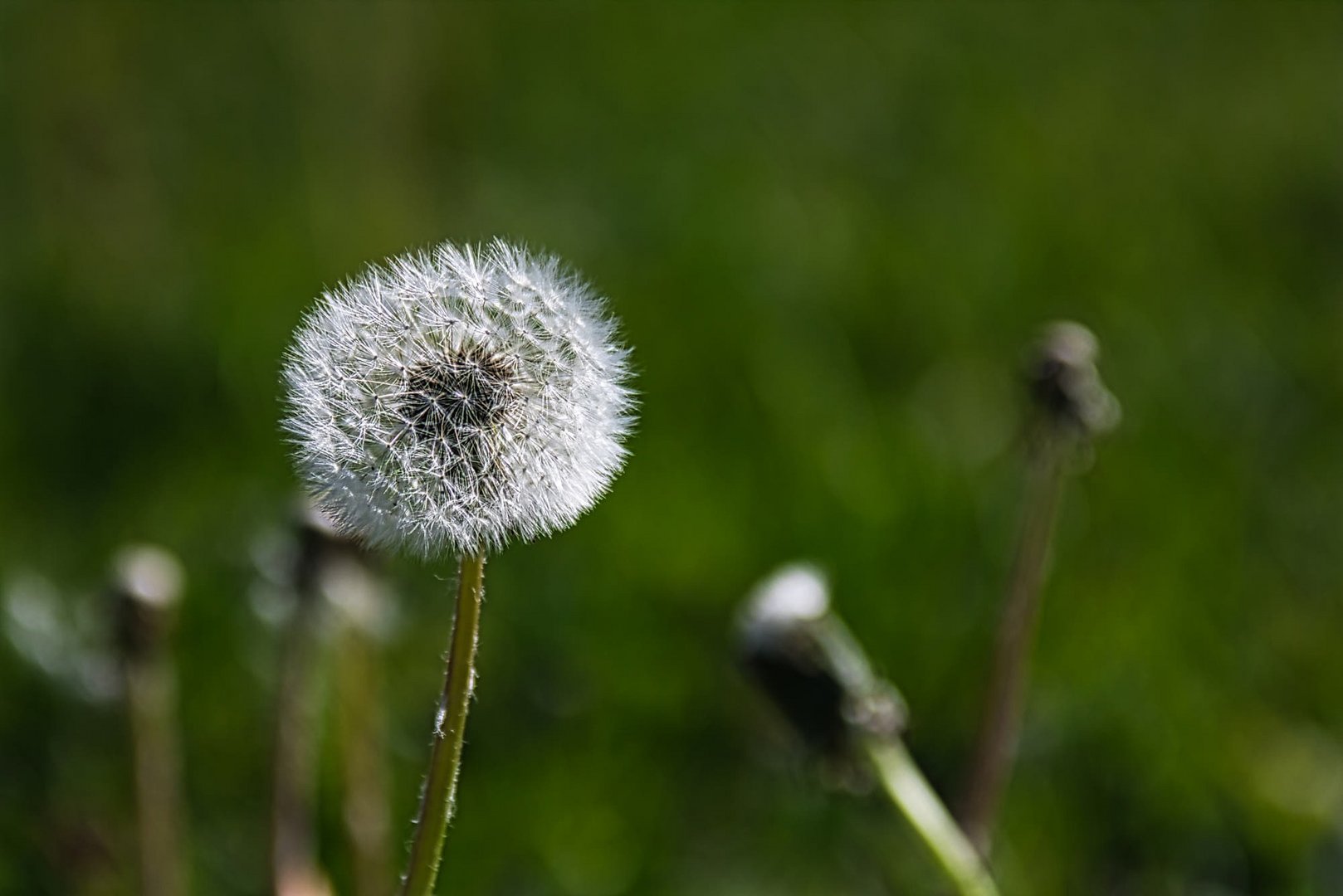 Pusteblume