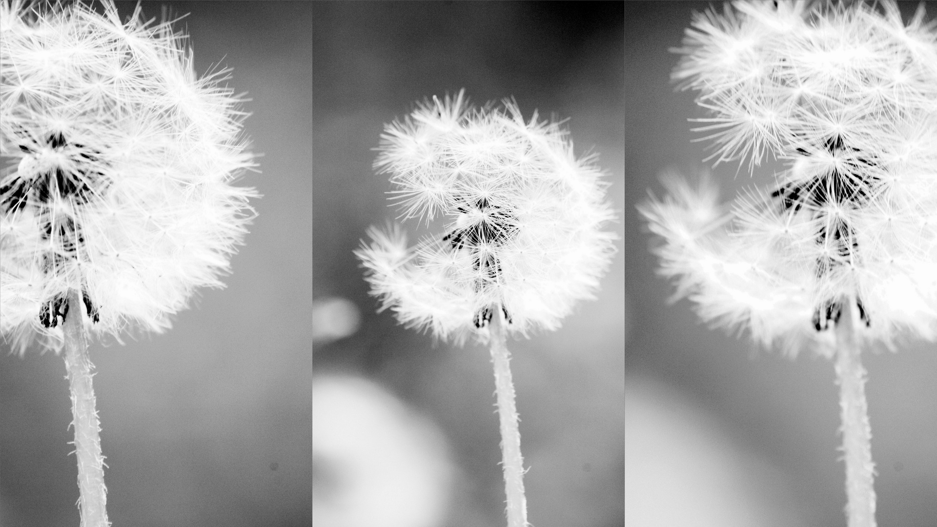 pusteblume.