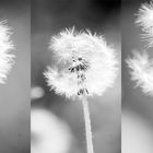 pusteblume.