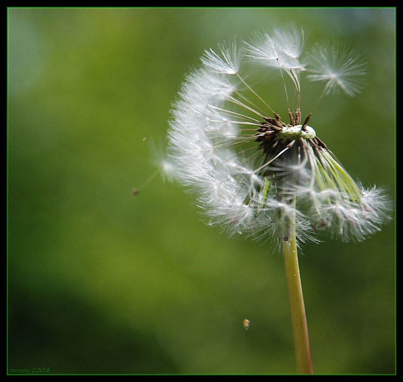 Pusteblume