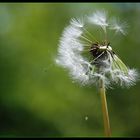 Pusteblume