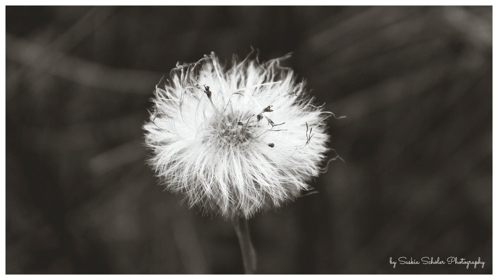 Pusteblume