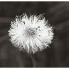 Pusteblume