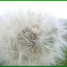 Pusteblume