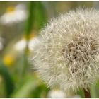 Pusteblume