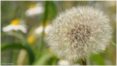 Pusteblume