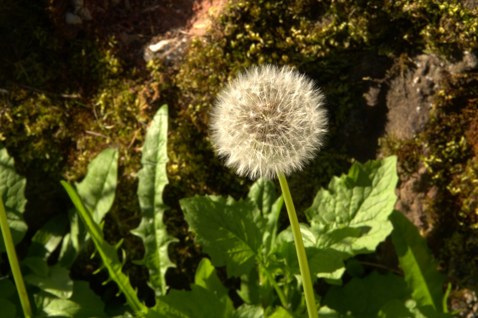 Pusteblume