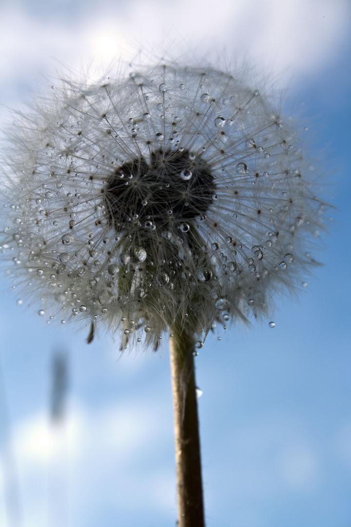 Pusteblume