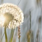 Pusteblume