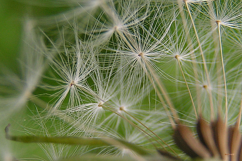 Pusteblume