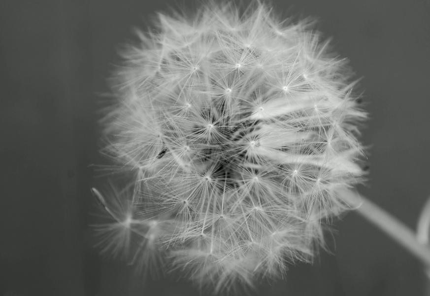 Pusteblume