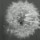 Pusteblume