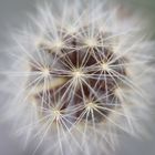 Pusteblume