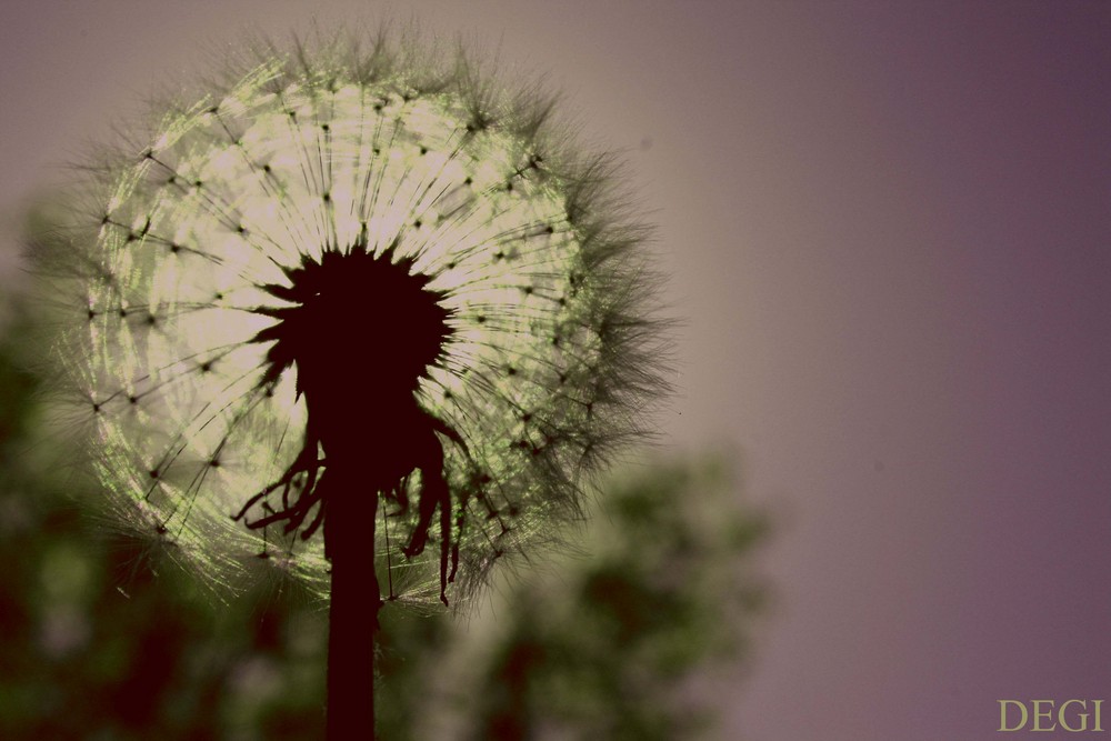 PUSTEBLUME