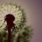 PUSTEBLUME