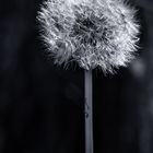 "Pusteblume"