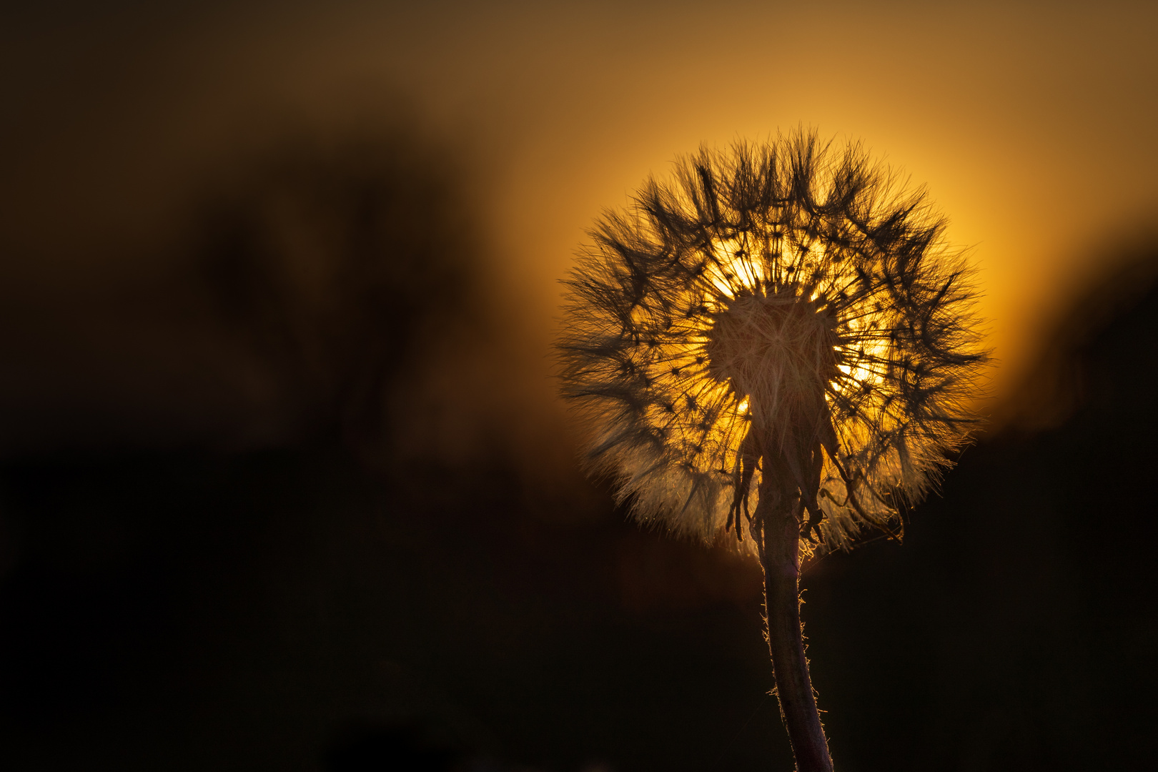 Pusteblume