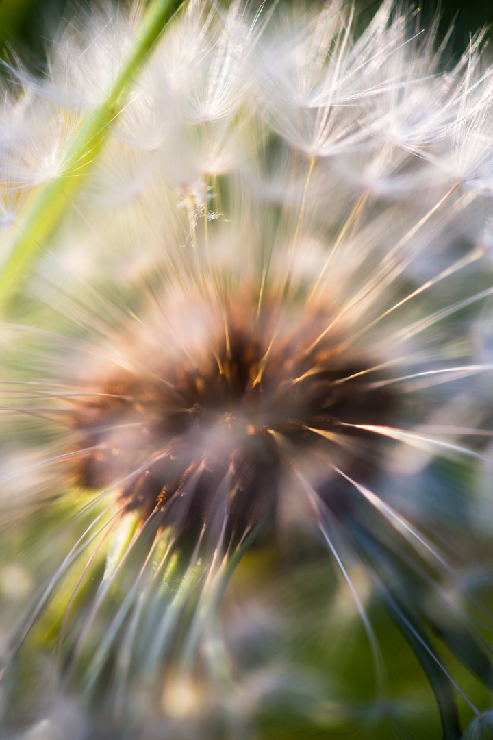 Pusteblume