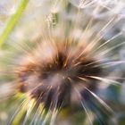 Pusteblume