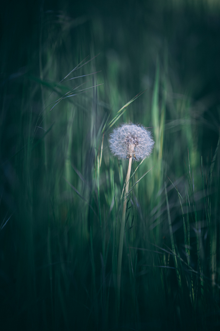 Pusteblume