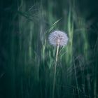 Pusteblume