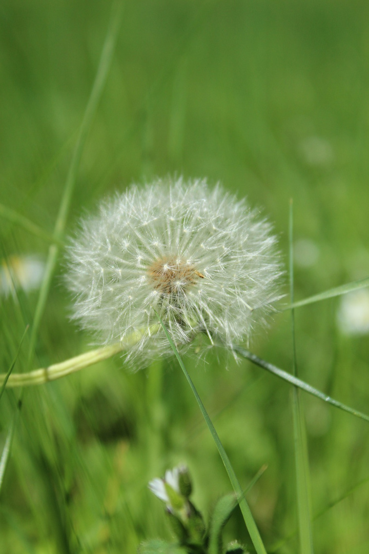 Pusteblume