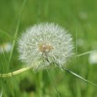 Pusteblume