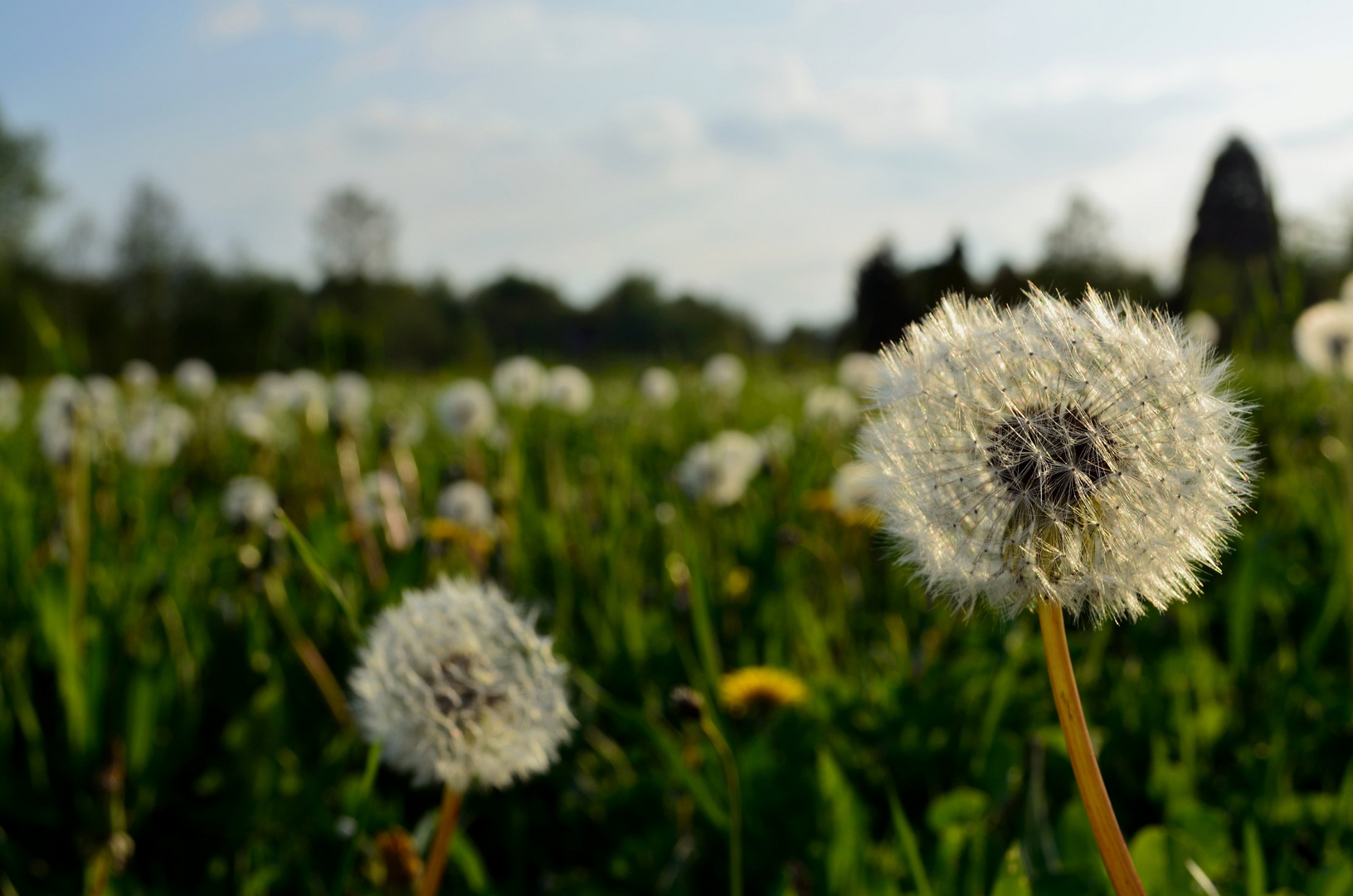 Pusteblume