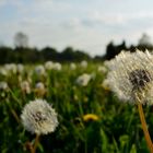 Pusteblume