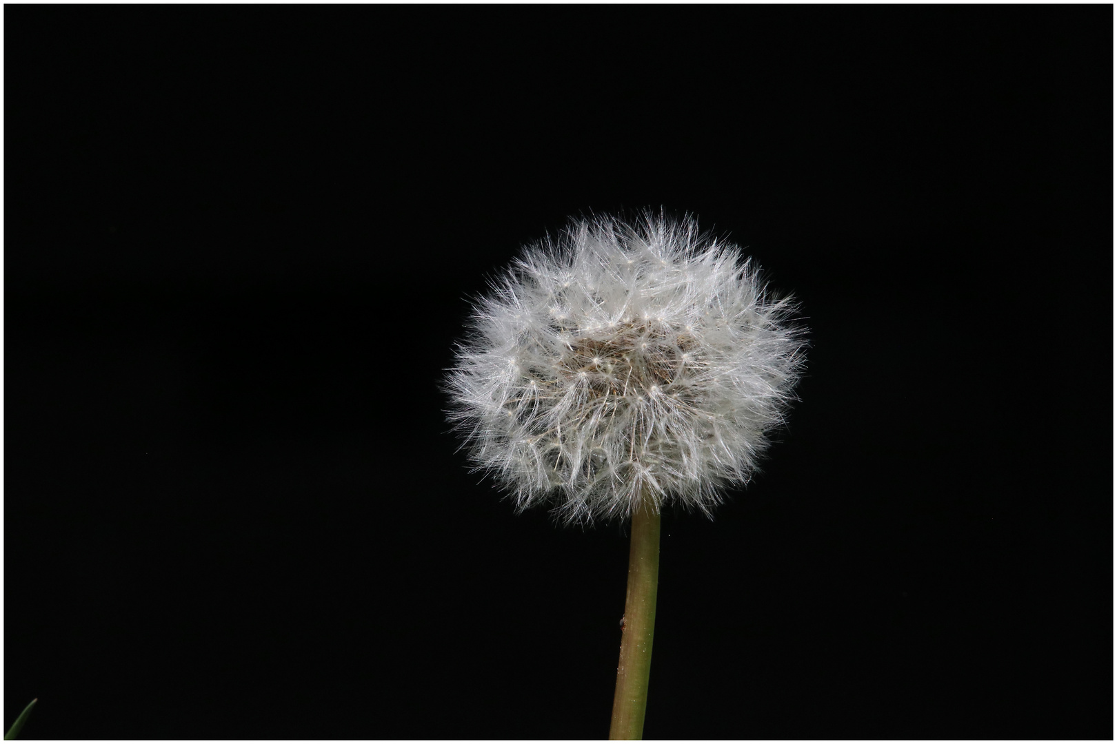 Pusteblume