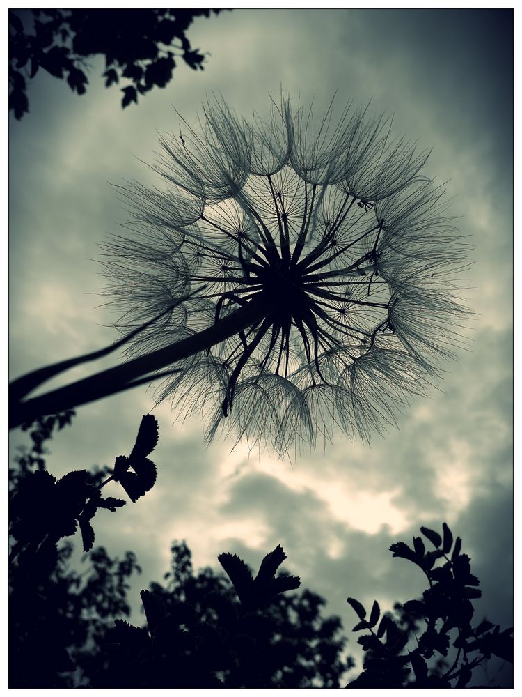 Pusteblume