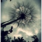 Pusteblume